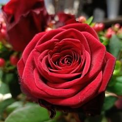 Rose Garden