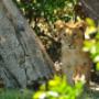 Zwei baby Löwen (Safari Botswana)