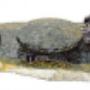 Speckstein