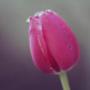 Balkonblumen thun gurzelen, blume kaufen thun stef