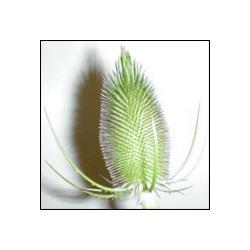 Flair Blumen und Hofboutique GmbH