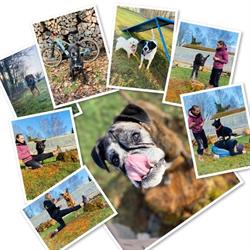 hundebetreuung-ri