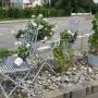 Blumenzauber, Langenthal