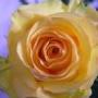 blumen thun gwatt spiez heimberg