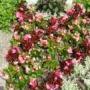 wittwer blumen thun spiez gwatt