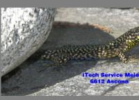 iTech Service Meier