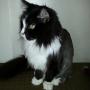 Katzencoiffeur