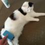 Katzenpflege