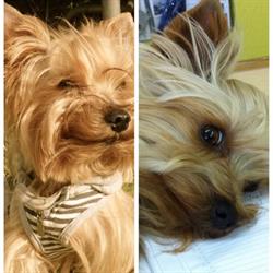 Hundesalon-Adonis