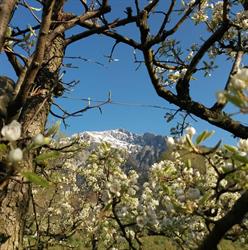 PRESSOIR DES ALPES Sàrl