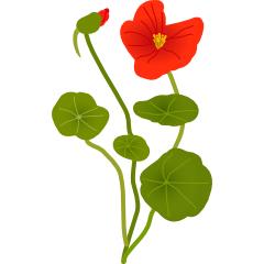 Wilde Blumen
