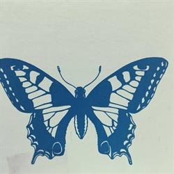 Cave Papillon