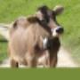 Gross- und Kleintierpraxis Geiser Biglen
