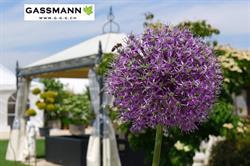 Gassmann Gartenträume GmbH