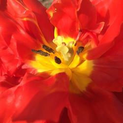 Jousson Fleurs Sàrl