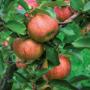 Biofarm