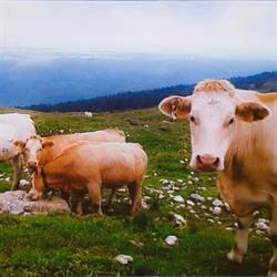 CBM, Boucherie-Charcuterie des Alpes Sàrl