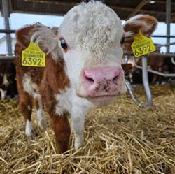 BEEF-RANCH Services GmbH
