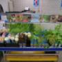 Aquarium Planzen kaufen