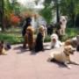 Entspannte Hundegruppe im Alltag