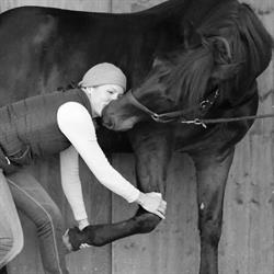 Vetchiropraxis Suter