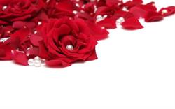 Petali di Rose Barbieri