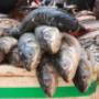 burkhalter poissons aarberg gmbh