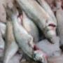 burkhalter poissons aarberg gmbh