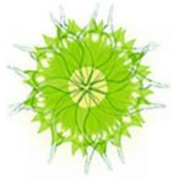 Naturheilpraxis Murer GmbH