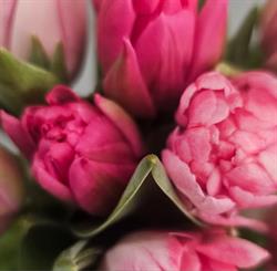 Blumen Frieden GmbH