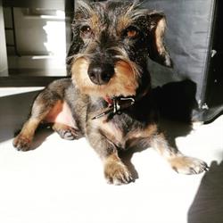 Hundesalon Beauty Dog Zürich