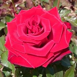 SOLLBERGER ROSEN