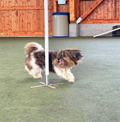 Sporty Dogs GmbH / DOGSTRAINING