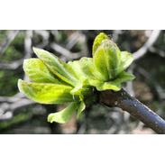 Gesundheitspraxis Alvita Thusis