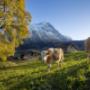 The Eiger in autumn colors