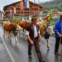 The cows comming down from the alps in autumn