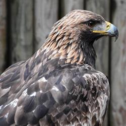 Stiftung Wildstation Landshut