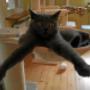 Katzenyoga
