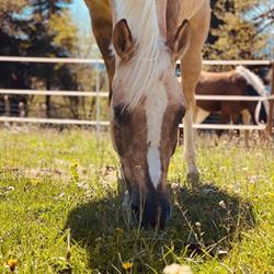 Ponyhof Sturmwind