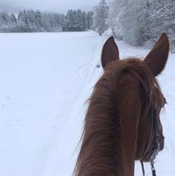 Poney-Ranch Nods
