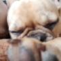 Hundebetreuung