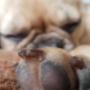 Hundebetreuung