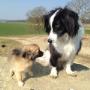 Hundebetreuung