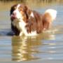 Hundebetreuung