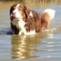 Hundebetreuung