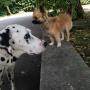 Hundebetreuung