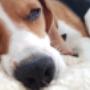 Hundebetreuung