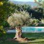Racine Paysage