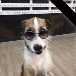 Optik Biermann