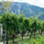 Rebberge, Albert Mathier & Söhne, Tradition, Wein & Emotionen, Familie, Walliser Wein